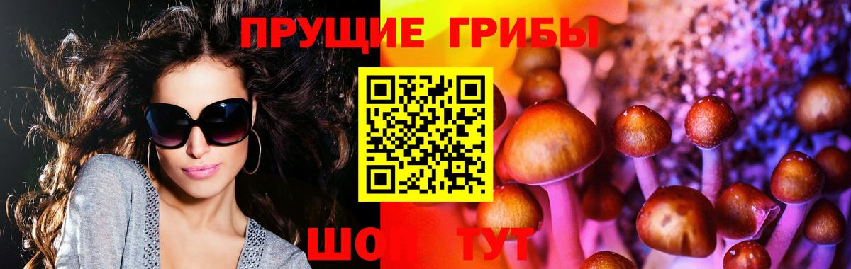 Псилоцибиновые грибы Psilocybe Мончегорск